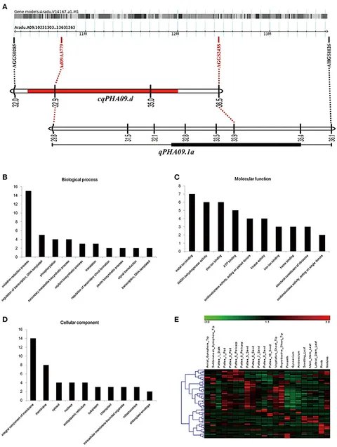 Frontiers | Stable QTLs for Plant Height on Chromosome A09
