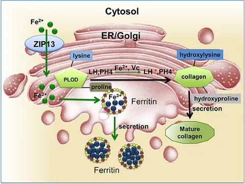 fgene-08-00234-g001.jpg