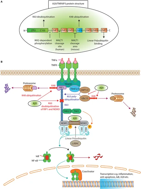 Frontiers | A20/Tumor Necrosis Factor α-Induced Protein 3 in