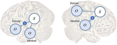 洋書 Bayesian Brain Bayesian Brain