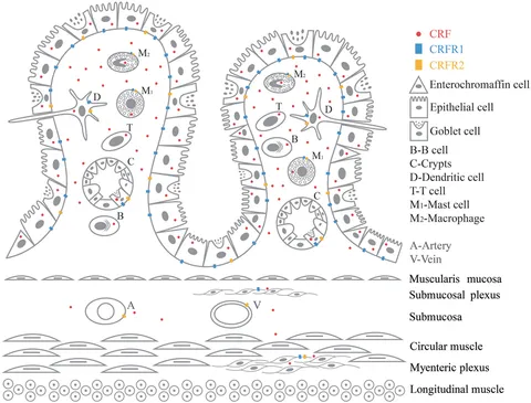 Frontiers | Involvement of Corticotropin-Releasing Factor Frontiers | Involvement of Corticotropin-Releasing Factor