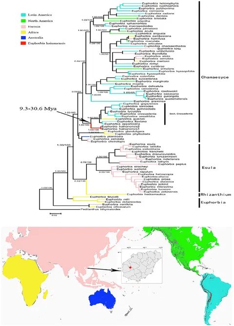 Frontiers | Euphorbia Section Hainanensis (Euphorbiaceae), a New