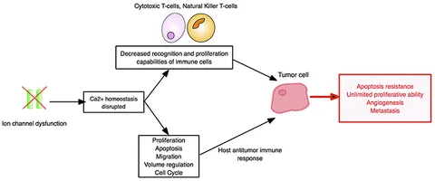 Frontiers | Immuno-Oncology: Emerging Targets and