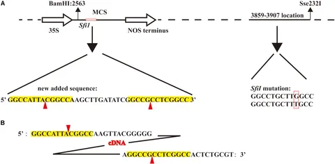 シークエンス12点 N3008.07S01.G01 - インディペンデンス スケルトン 40mm