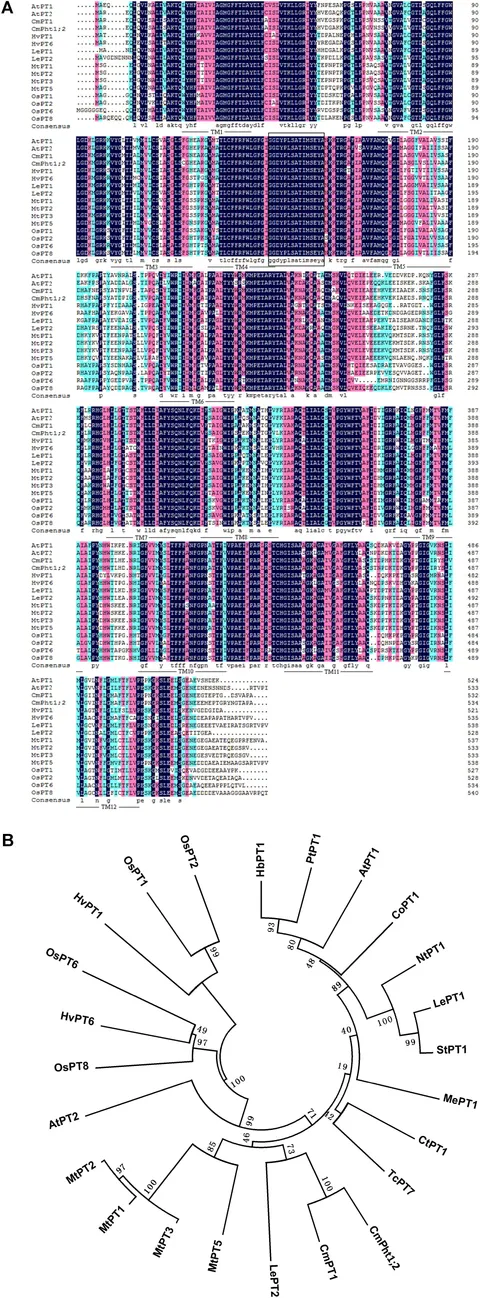 Frontiers | Overexpression of Phosphate Transporter Gene