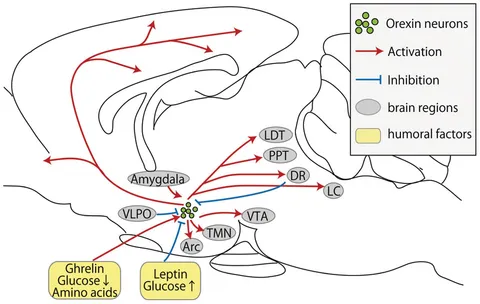 The Orexin/Hypocretin System 洋書　専門書 The Orexin/Hypocretin System, the Peptidergic Regulator of