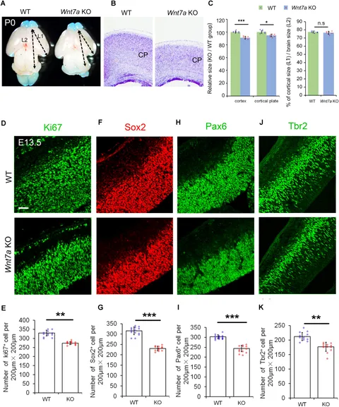 Nuclear and cytosolic JNK signalling in neurons | Nature