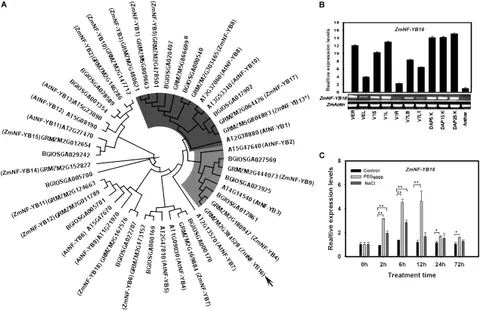 Frontiers | ZmNF-YB16 Overexpression Improves Drought