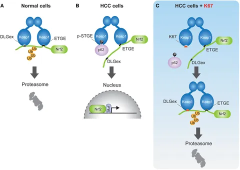 Frontiers | Activation of p62/SQSTM1–Keap1–Nuclear Factor