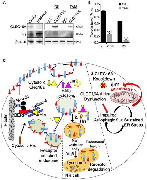 ヌル Genuine Original AUTO PARTS NNR NPR NQR 700P 8980383843