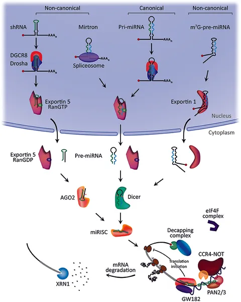 YOUと② Frontiers | Overview of MicroRNA Biogenesis, Mechanisms of