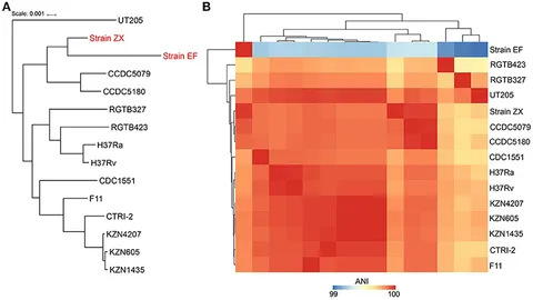 Frontiers | Genome Sequences and Comparative Analysis of Two