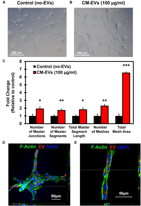 fphys-09-01794-g006.jpg