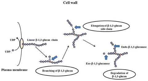 多様な Frontiers | β-1,3-glucan modifying enzymes in Aspergillus その他