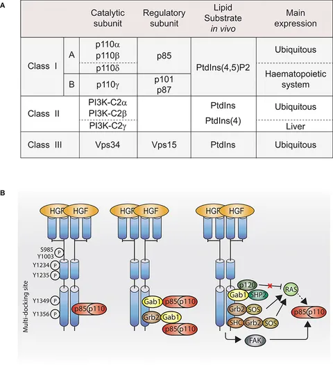 Frontiers | The Role of PI3K in Met Driven Cancer: A Recap