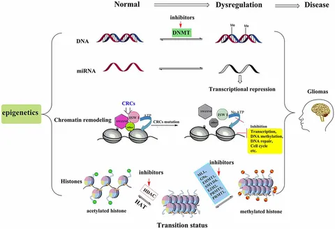 Marine Indole Alkaloids—Isolation, Structure and Bioactivities