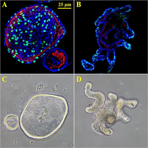 fphys-09-01584-g001.jpg