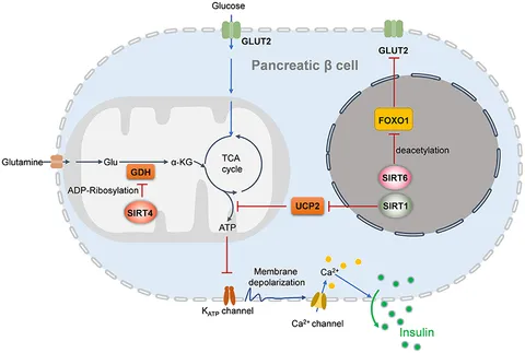 SHE6点 SCSS6525C ｜ 機械部品・FA部品の通販【岩田製作所】