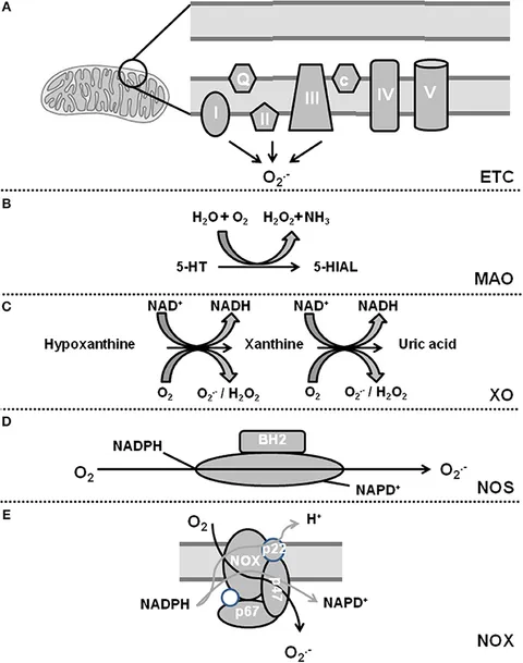 たなか Frontiers | Review on Chamber-Specific Differences in Right