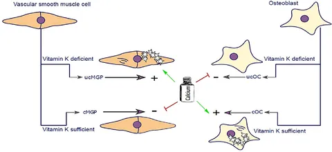 Frontiers | The Bone—Vasculature Axis: Calcium