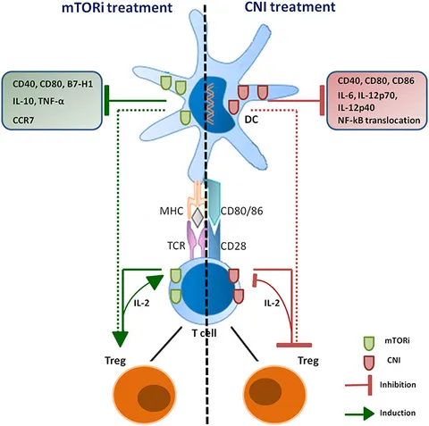 Frontiers | Dissecting the Multiplicity of Immune Effects of
