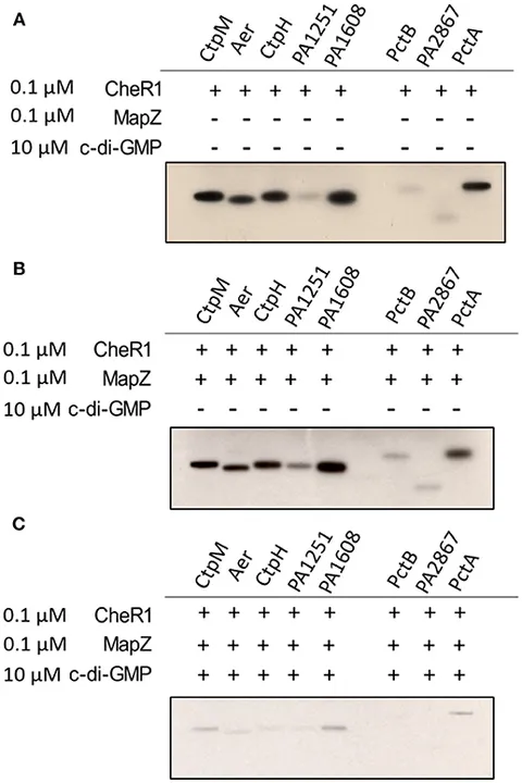 Frontiers | The MapZ-Mediated Methylation of Chemoreceptors