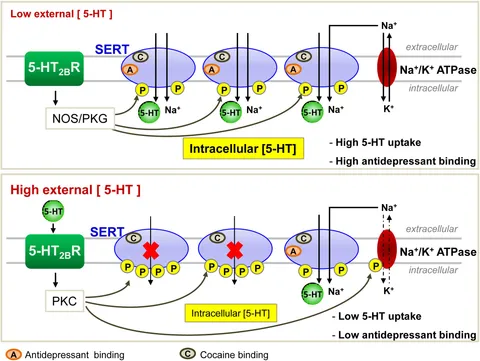 Frontiers | Multifaceted Regulations of the Serotonin