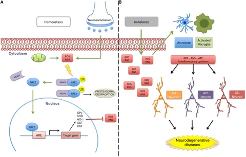 その他 PROTANDIM NRF2 Contribution of the Nrf2 Pathway on Oxidative Damage and