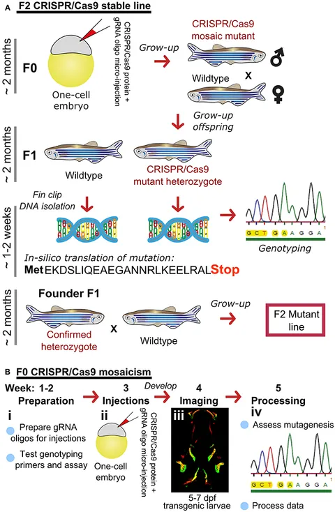 fendo-10-00006-g001.jpg
