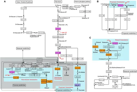 Frontiers | Dietary Energy Level Promotes Rumen Microbial