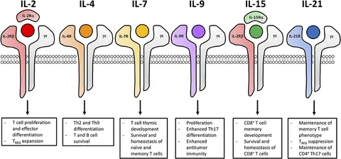 Frontiers | Fueling Cancer Immunotherapy With Common Gamma
