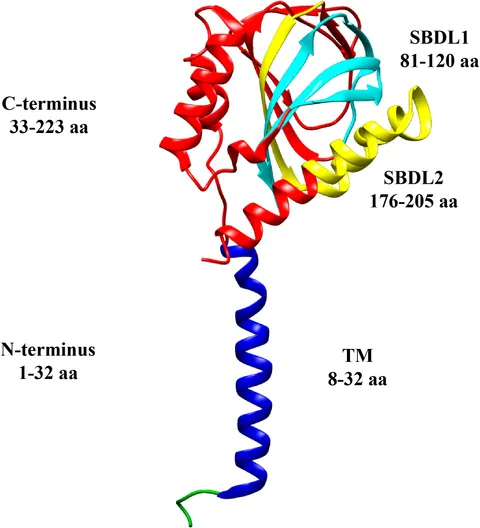 Epidermal Growth Factor Receptor Cell Proliferation