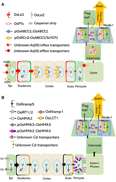 fgene-10-00322-g001.jpg