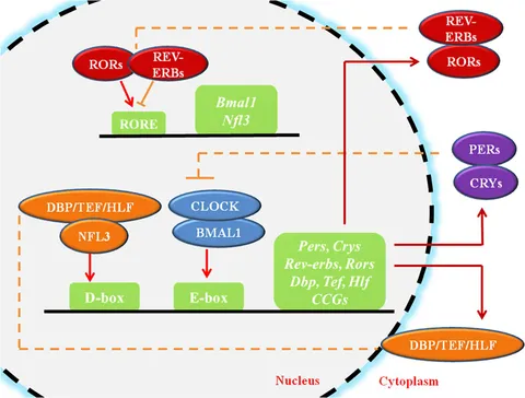 Frontiers | New Insights Into the Circadian Rhythm and Its