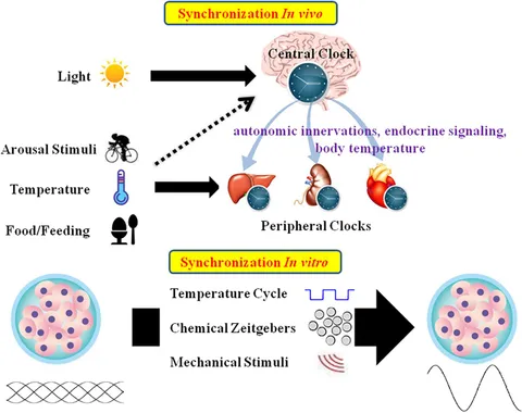 Chronobiology: Focusing on the biological clock for