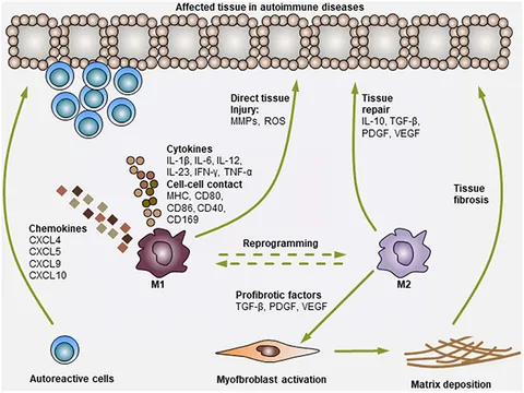 MOG Immunity and Coagulation in COVID-19
