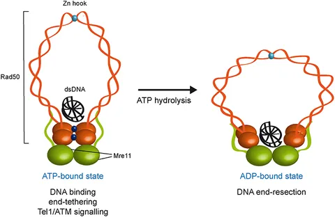 DNA Structure: Alphabet Soup for the Cellular Soul | IntechOpen
