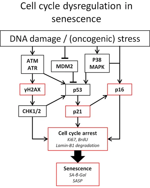2024年レディースファッション福袋 and Senescence Cellular | Frontiers the Potential Kidney: その他