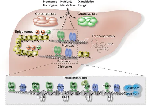 Frontiers | The Nuclear Receptor—Co-repressor Complex in Control