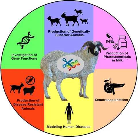 Frontiers | Sheep and Goat Genome Engineering: From Random
