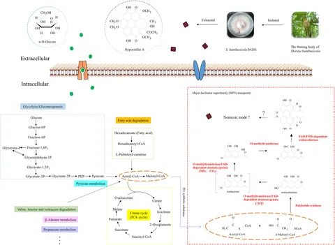 Frontiers | Genome Sequencing and Analysis of the
