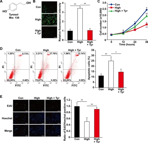 Frontiers | Tyrosol Facilitates Neovascularization by