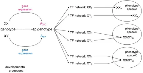fcell-07-00186-g001.jpg