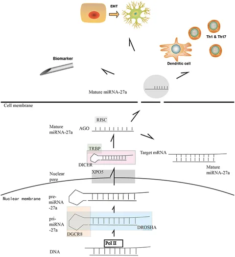海外通販サイト ブランド Frontiers | Review A Tumors: Solid in (miR-27a) MicroRNA-27a レッグウェア