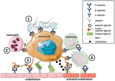 Frontiers | Altered Cell Adhesion and Glycosylation Promote