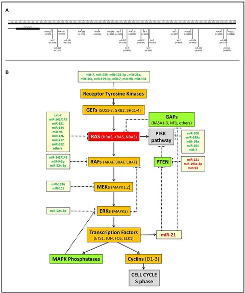 Frontiers | The Importance of microRNAs in RAS Oncogenic