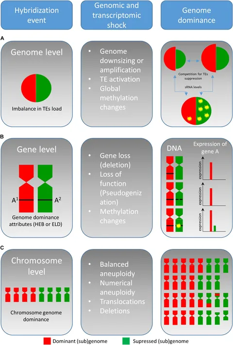 Frontiers | Competition of Parental Genomes in Plant Hybrids