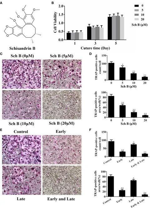 Frontiers | Schisandrin B Inhibits Osteoclastogenesis and