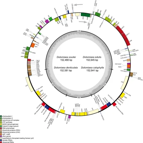 ワンダースワン Frontiers | Plastome Evolution in Dolomiaea (Asteraceae