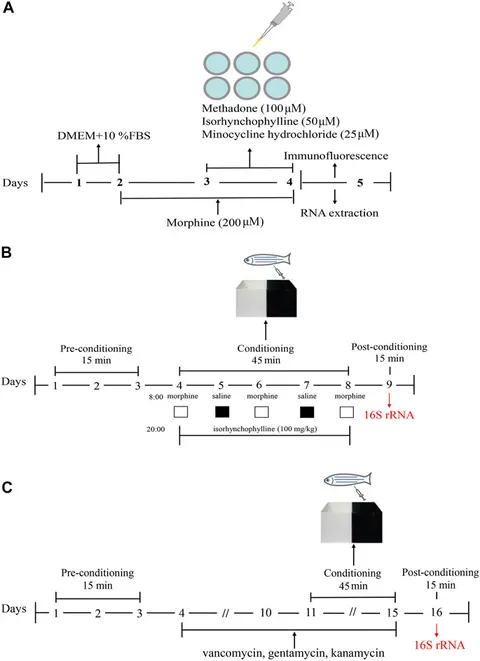 Frontiers | The Ameliorative Effects of Isorhynchophylline